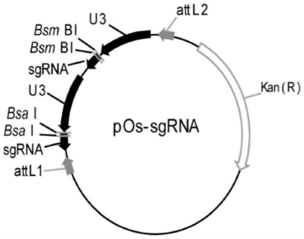 A breeding method for reducing cadmium content in rice grains