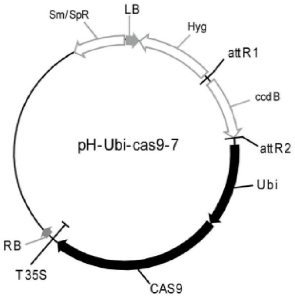 A breeding method for reducing cadmium content in rice grains