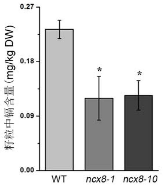 A breeding method for reducing cadmium content in rice grains