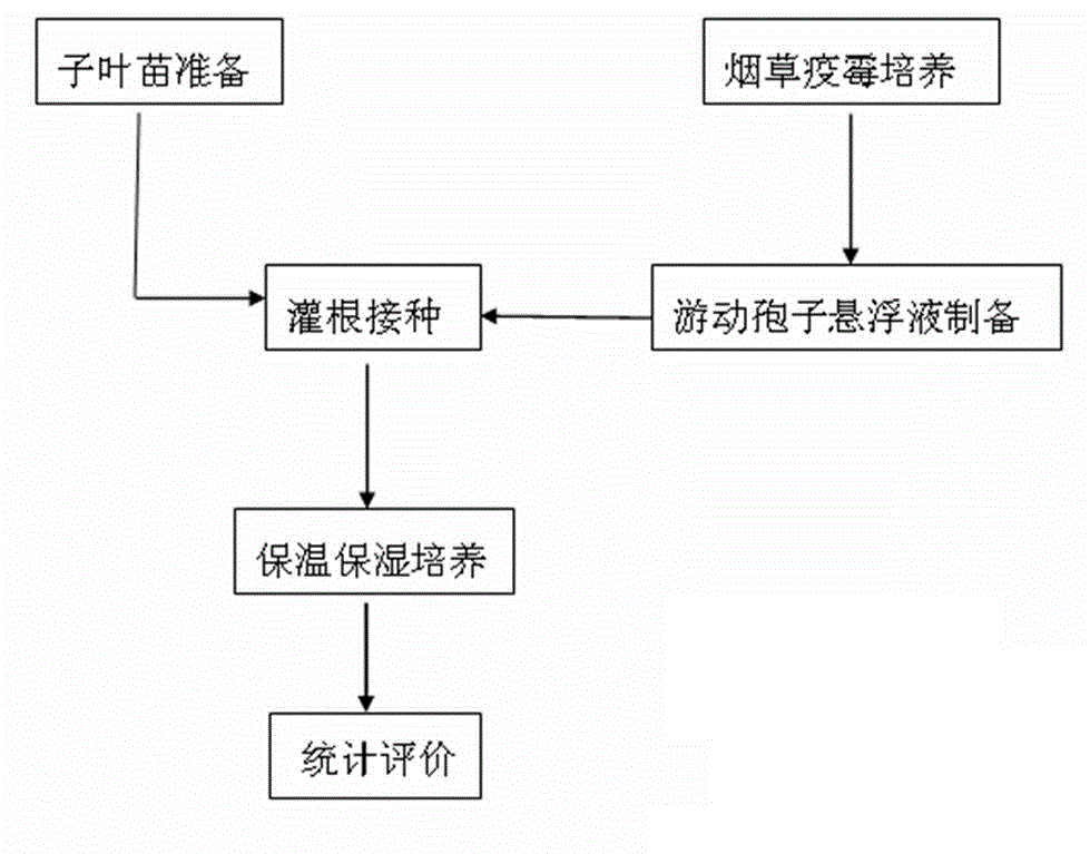 Method for phytophthora nicotianae inoculation of tobacco