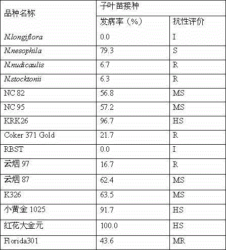 Method for phytophthora nicotianae inoculation of tobacco