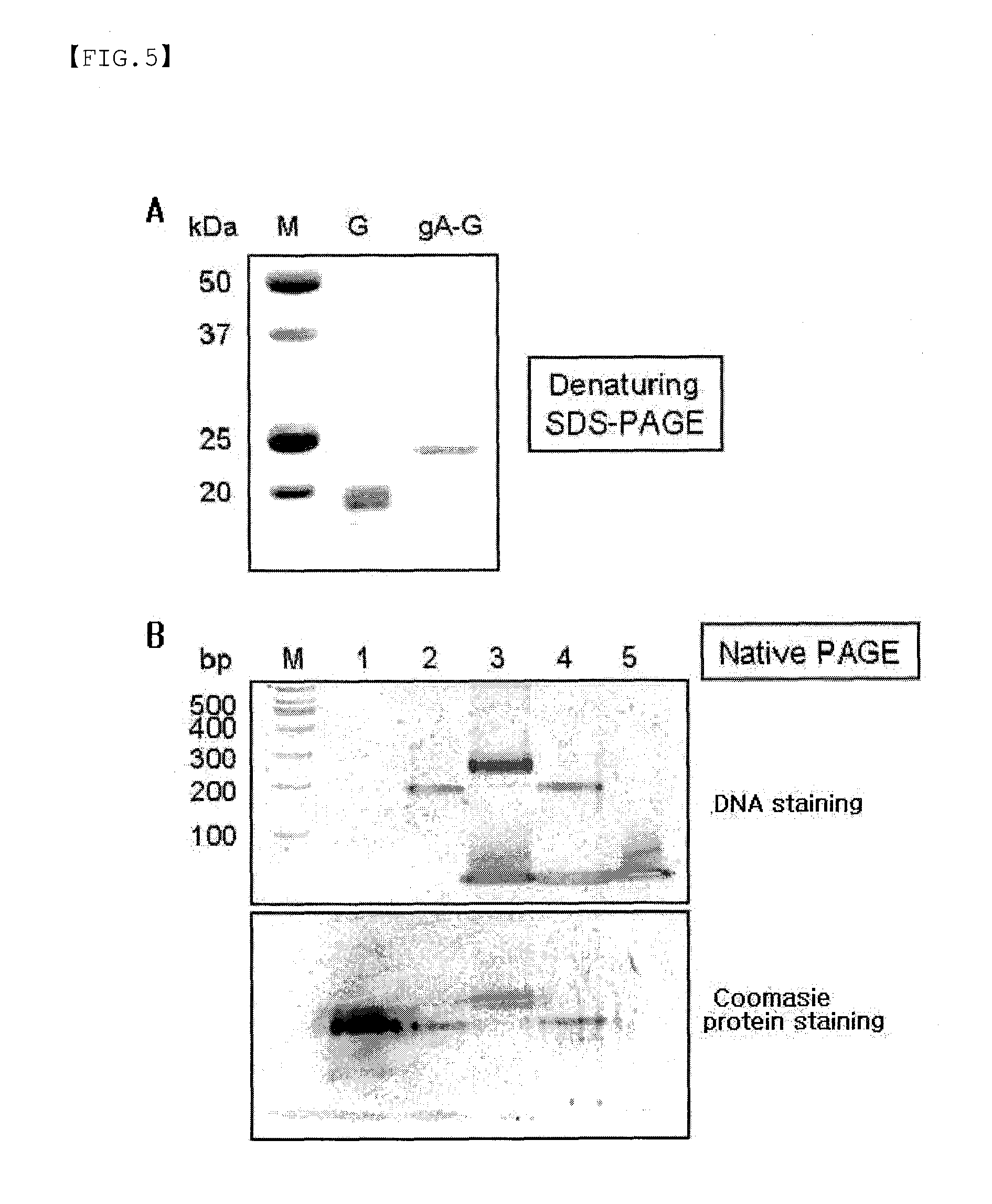 Protein G-Oligonucleotide Conjugate