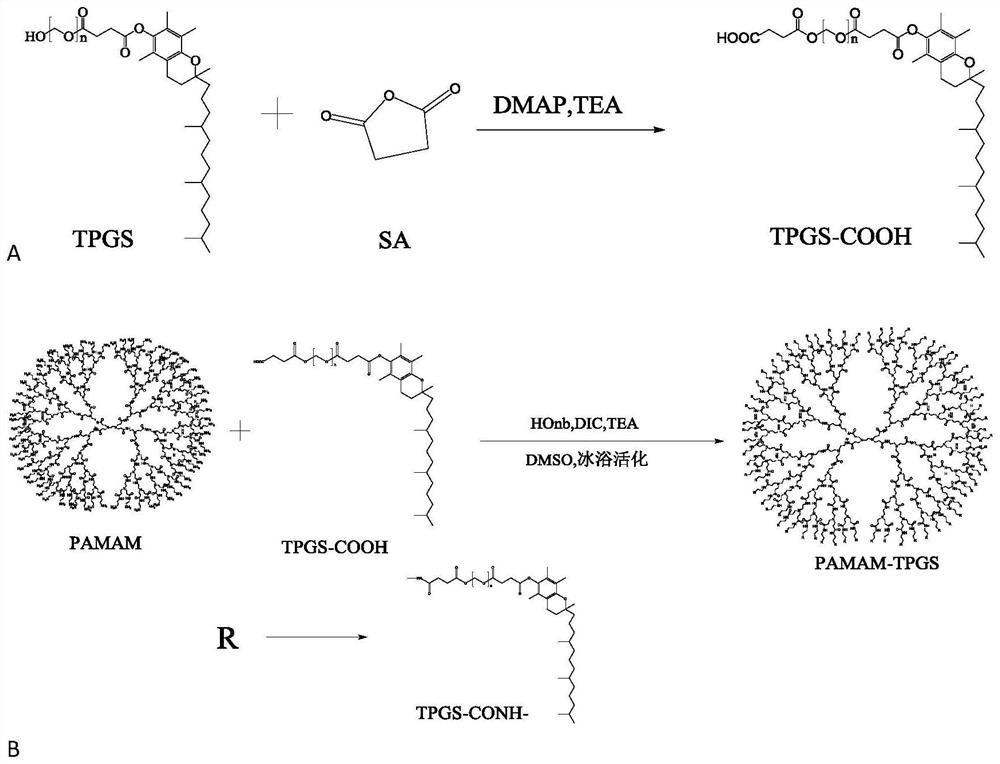 PAMAM-TPGS as well as preparation method and application thereof