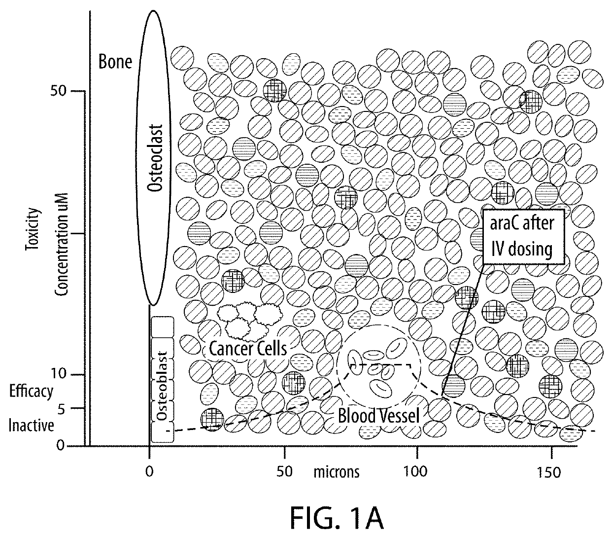 Drug combination treatments using bone-targeting therapeutics for bone and bone-related disease