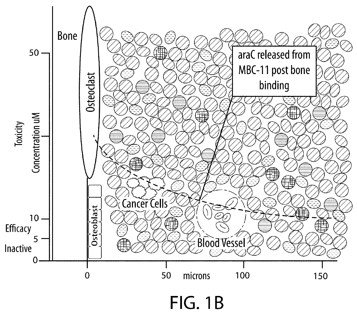 Drug combination treatments using bone-targeting therapeutics for bone and bone-related disease