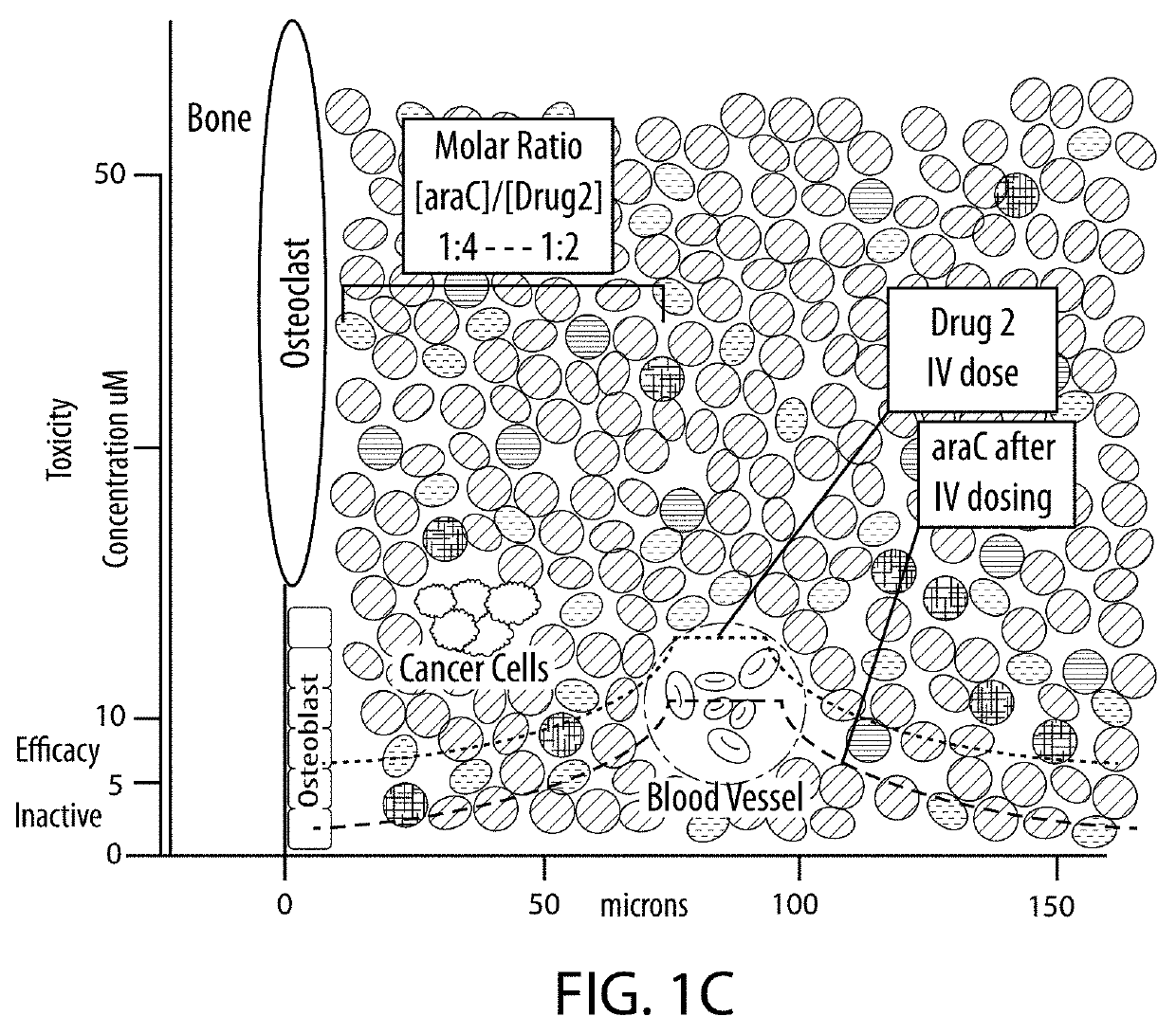 Drug combination treatments using bone-targeting therapeutics for bone and bone-related disease