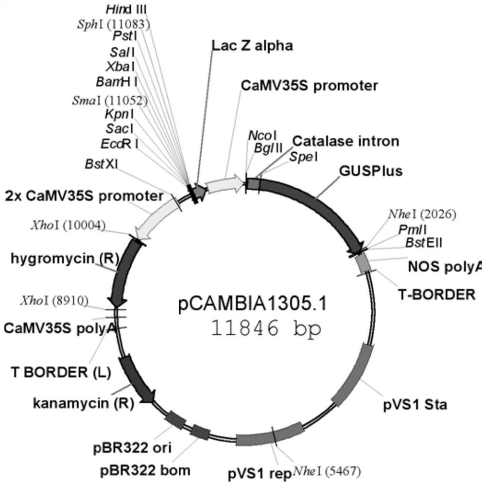 poshen1::osspl14 gene expression cassette and its construction method and application