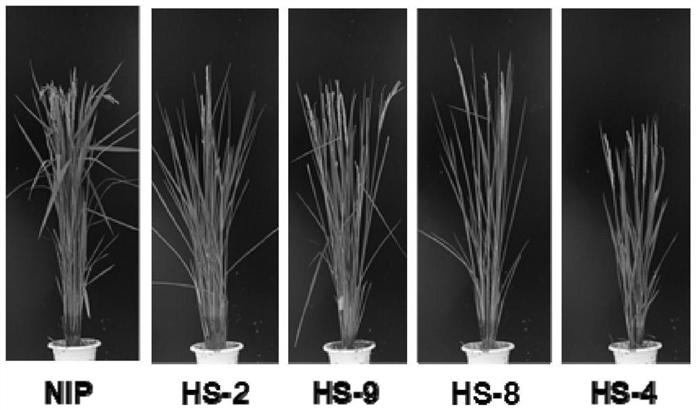 poshen1::osspl14 gene expression cassette and its construction method and application