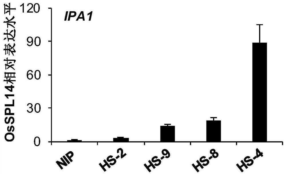 poshen1::osspl14 gene expression cassette and its construction method and application