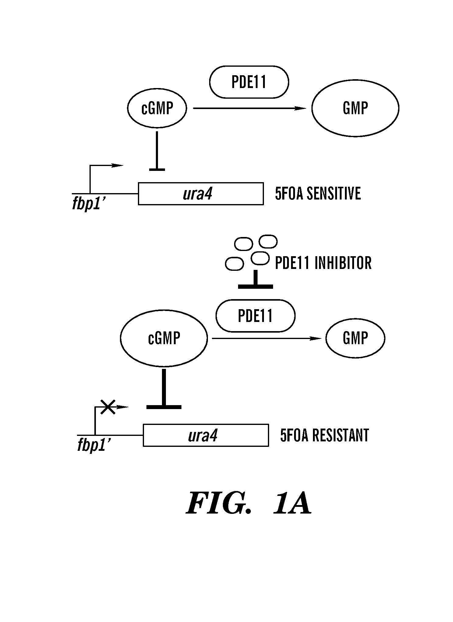 Inhibitors of phospodiesterases 11 (PDE11) and methods of use to elevate cortisol production