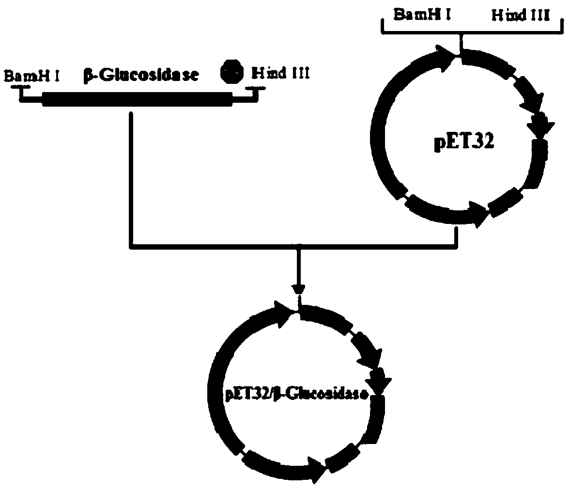 Novel Trx-beta-glucosidase gene and protein expression, carrier and application thereof