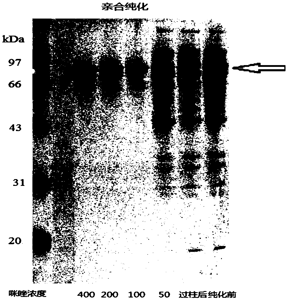 Novel Trx-beta-glucosidase gene and protein expression, carrier and application thereof