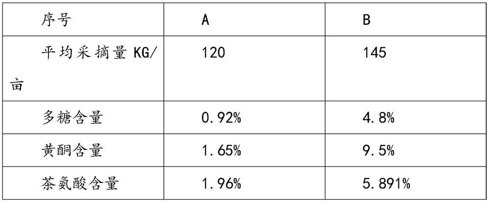 Method for increasing content of tea polysaccharide in tea leaves