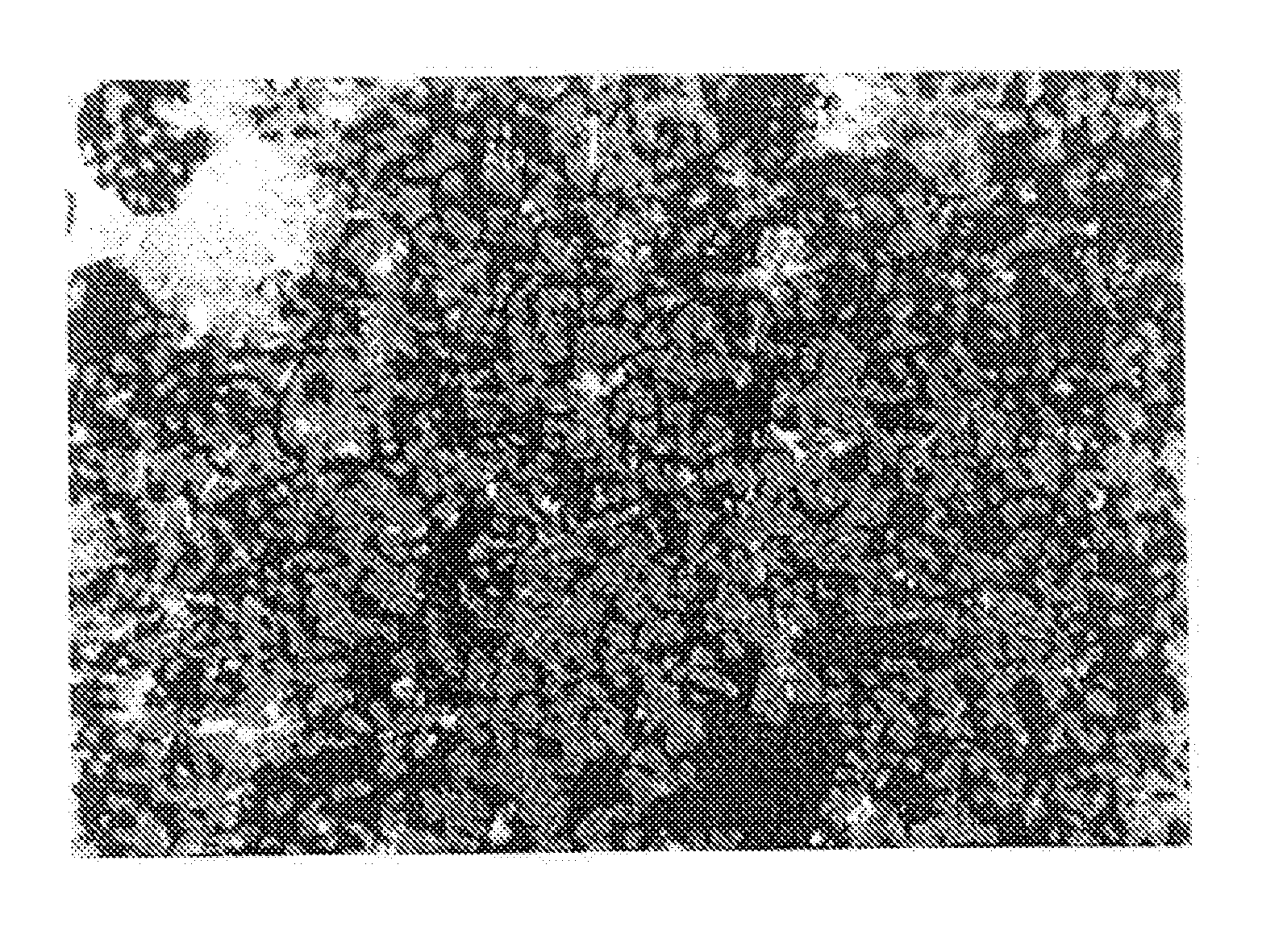 Method of supporting the differentiation of corneocytes