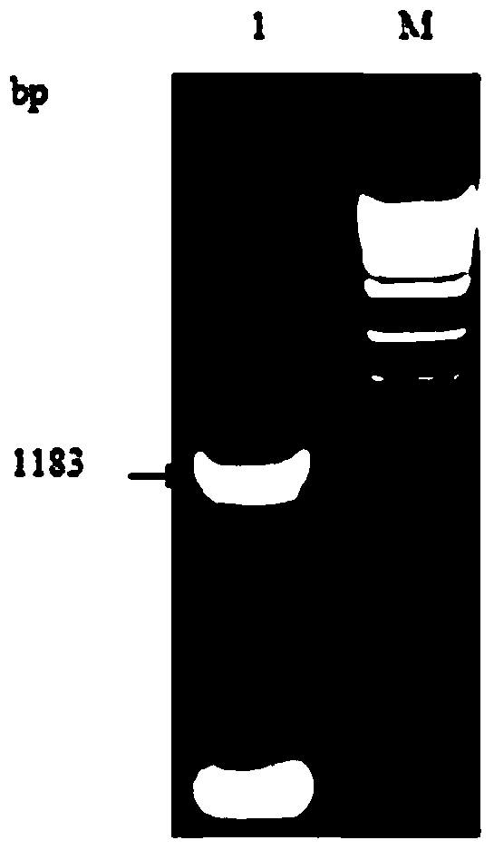 Method for preparing porcine hepatitis E virus (HEV) total antibody enzyme-linked immuno sorbent assay (ELISA) detection kit