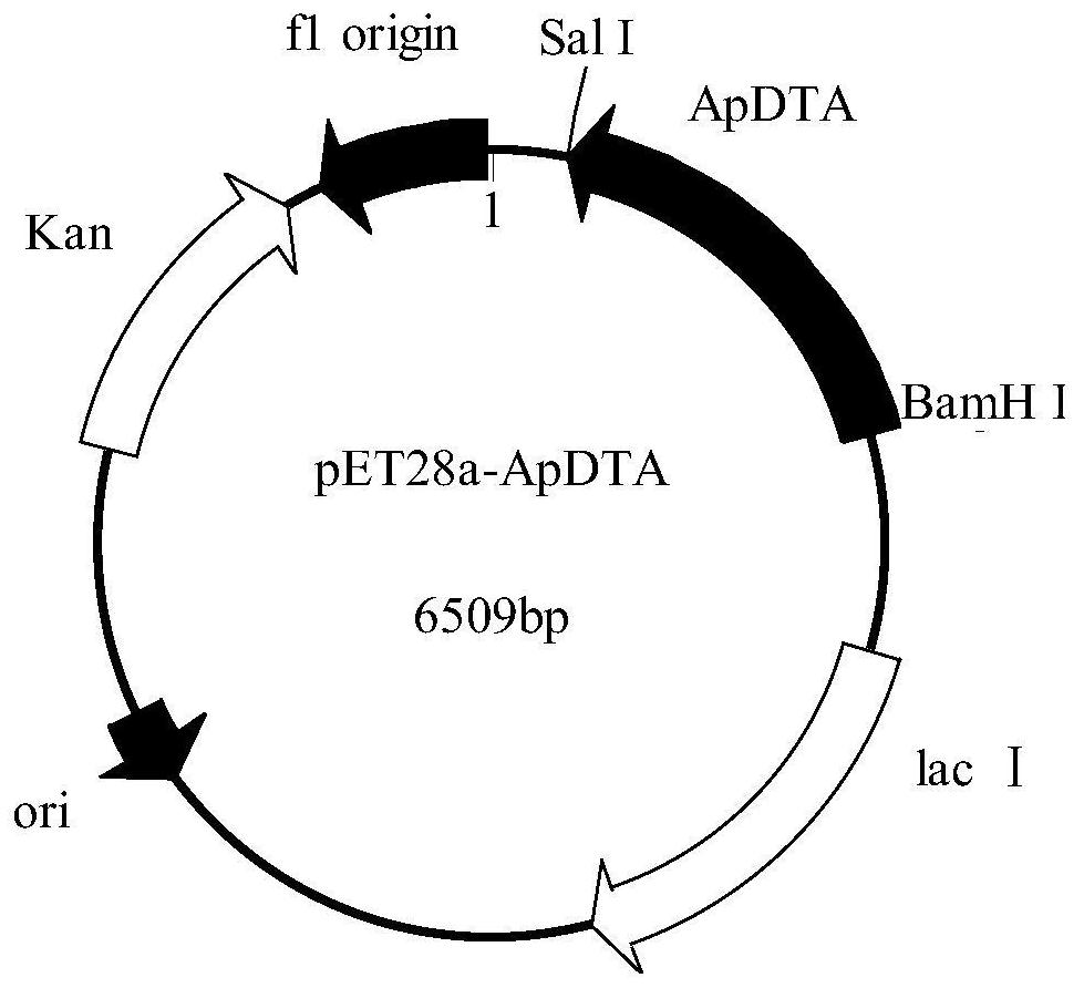 A recombinant bacterium expressing d-threonine aldolase and its construction method and application