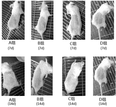 Application of prepared fleeceflower root in preparation of anti-ultraviolet product and anti-aging externally-applied product