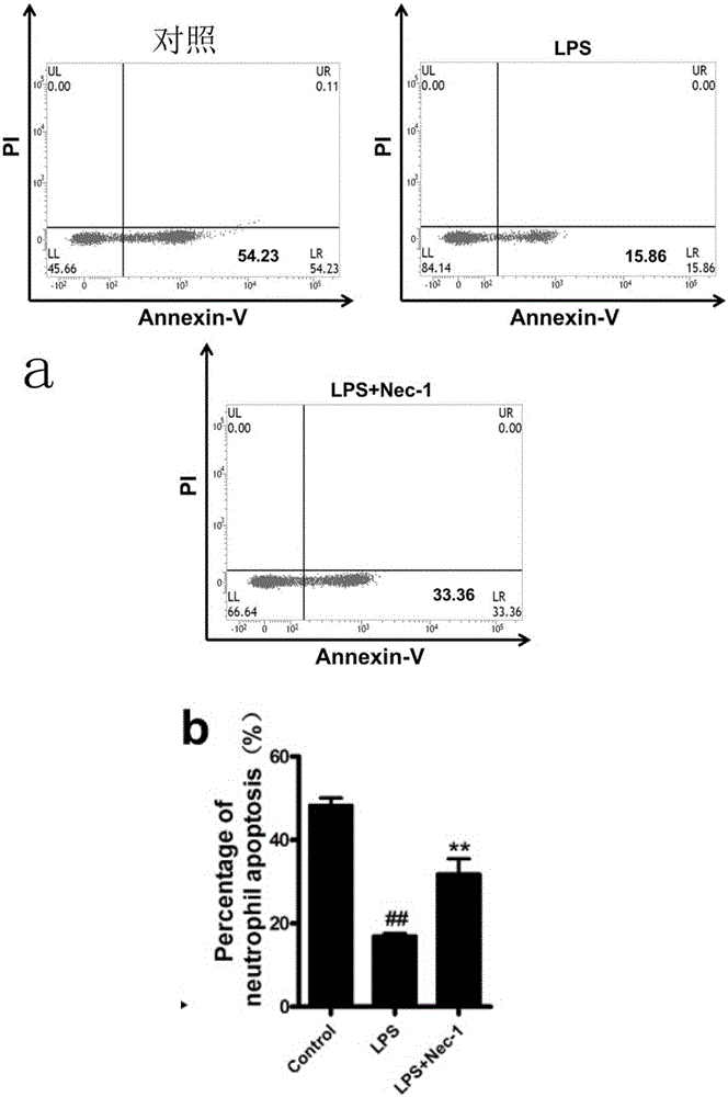 Application of Necrostatin-1 as neutrophile granulocyte apoptosis accelerant