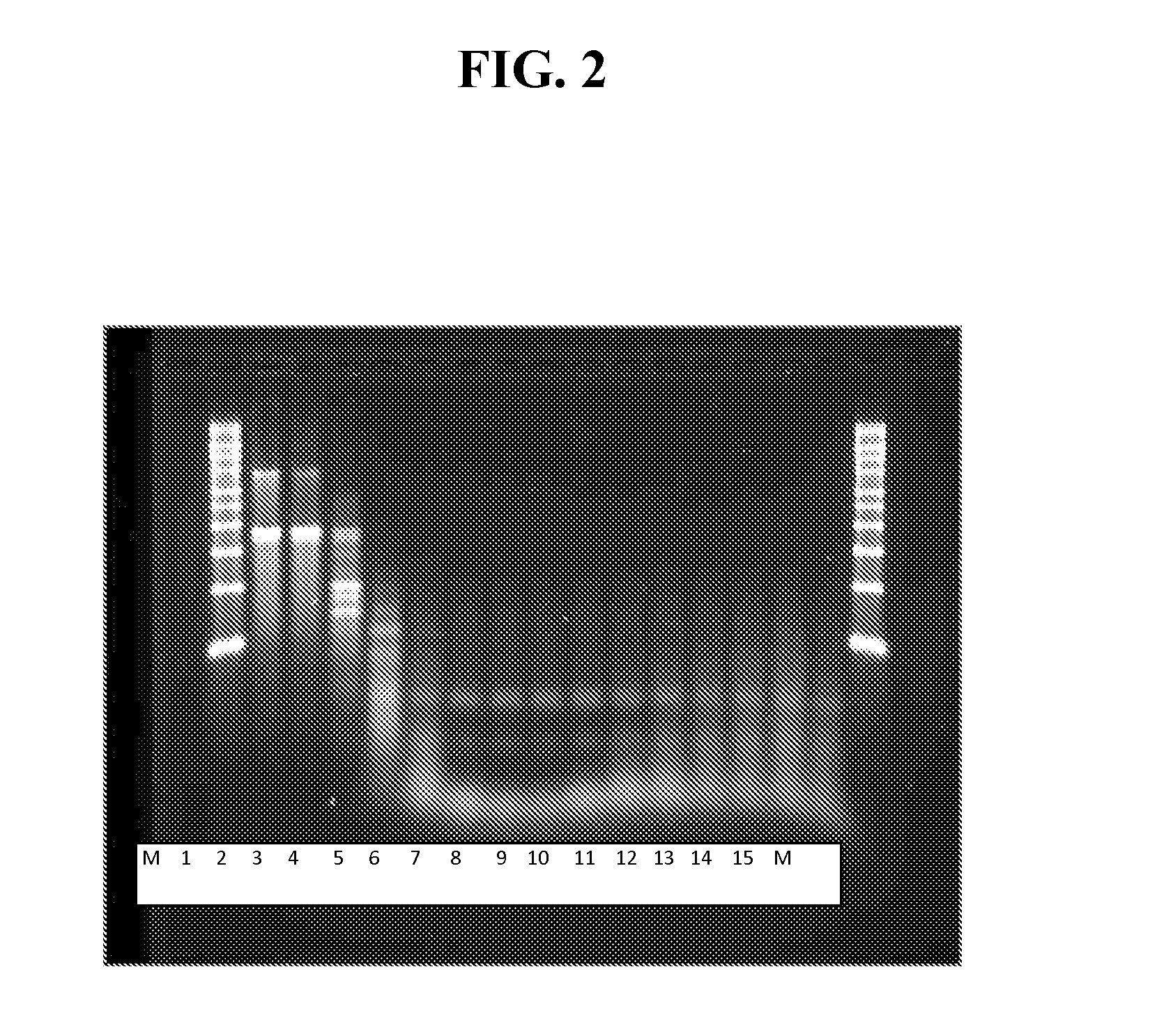 Compositions and methods for reprogramming mammalian cells