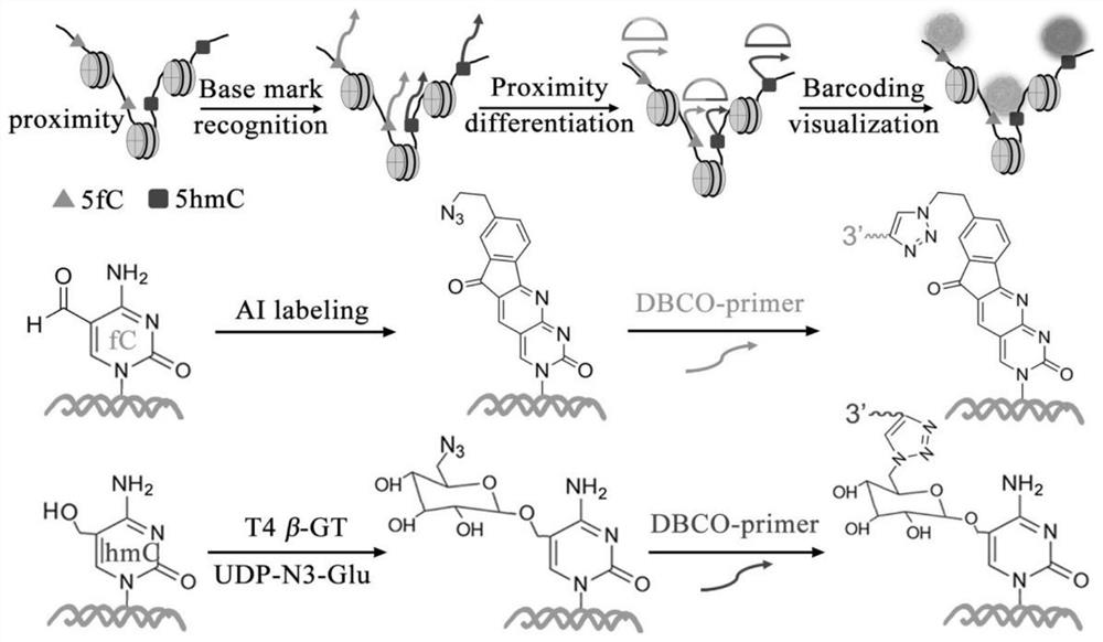 Visual distinguishing method for single-cell DNA epigenetic modification space positioning and adjacent distribution