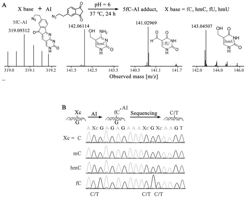 Visual distinguishing method for single-cell DNA epigenetic modification space positioning and adjacent distribution