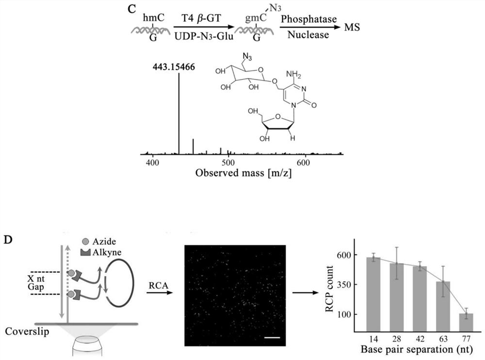 Visual distinguishing method for single-cell DNA epigenetic modification space positioning and adjacent distribution