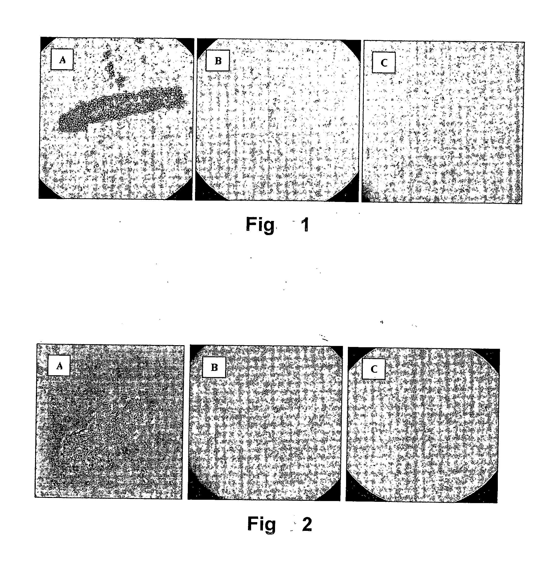 Novel lactobacillus strains and uses thereof