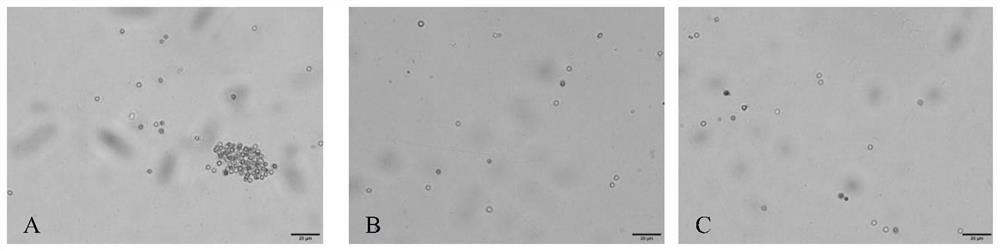 Bacillus velezensis and application thereof in preventing and treating clubroot of cruciferae