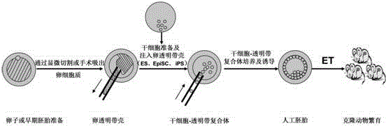 Stem cell based mammal artificial embryo constructing and animal cloning breeding method and model thereof