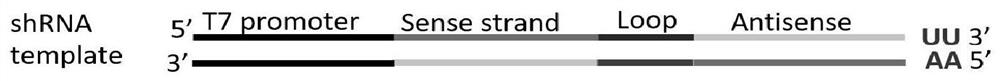 shRNA for inhibiting expression of phyllotreta striolata arginine kinase protein as well as preparation method, primer and application of shRNA