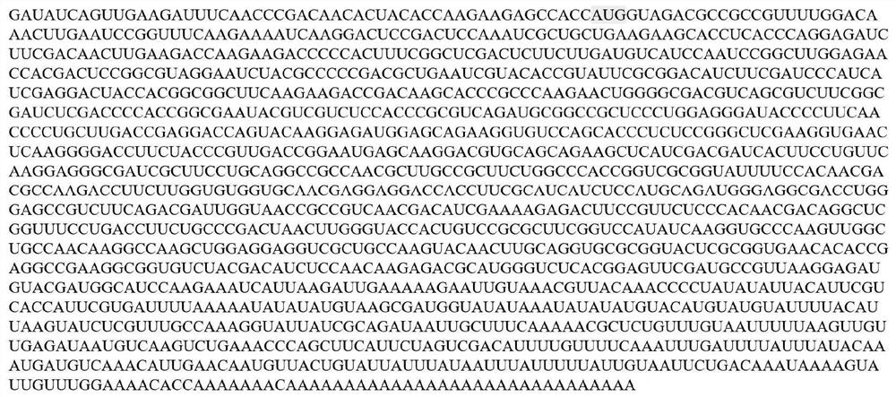 shRNA for inhibiting expression of phyllotreta striolata arginine kinase protein as well as preparation method, primer and application of shRNA