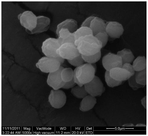 Single-cell bio-based highly hydrophobic micron powder material and preparation method thereof