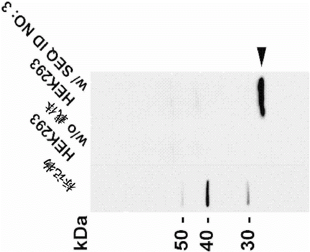 Monoclonal antibody against claudin-18 for the treatment of cancer