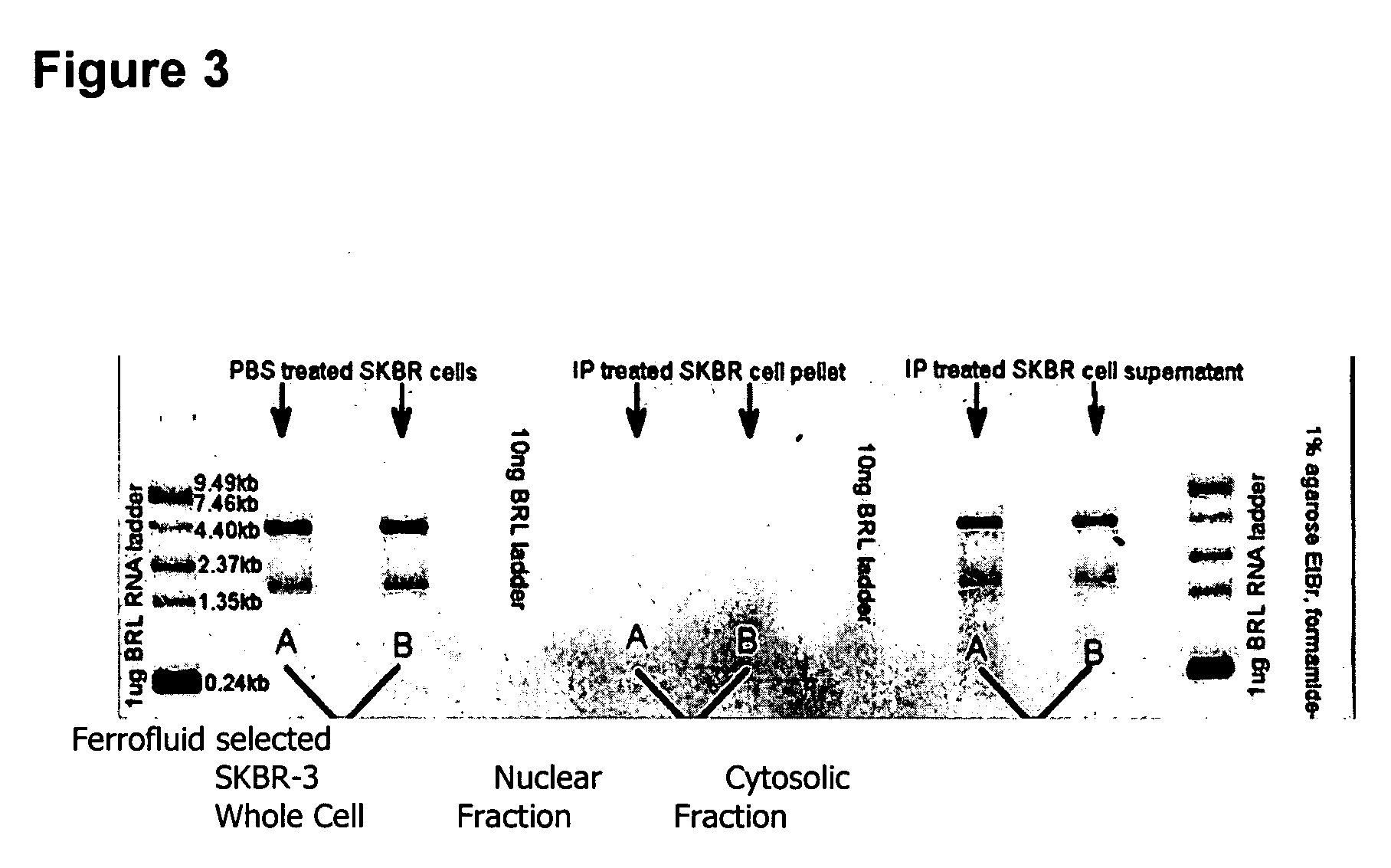 Multiparameter analysis of comprehensive nucleic acids and morphological features on the same sample