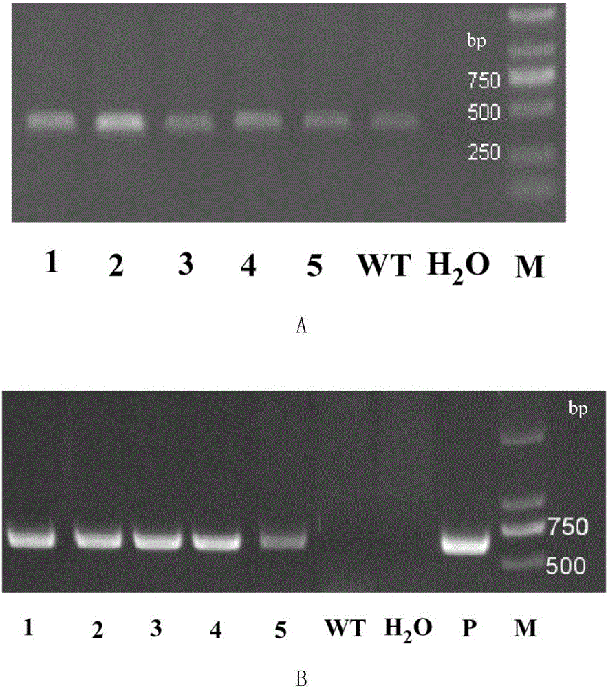 Chalcone isomerase gene of asparaguses, protein encoded by chalcone isomerase gene and application of chalcone isomerase gene