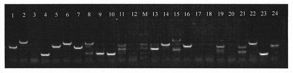 Microsatellite Loci, Primers and Applications of Chen's New Silverfish