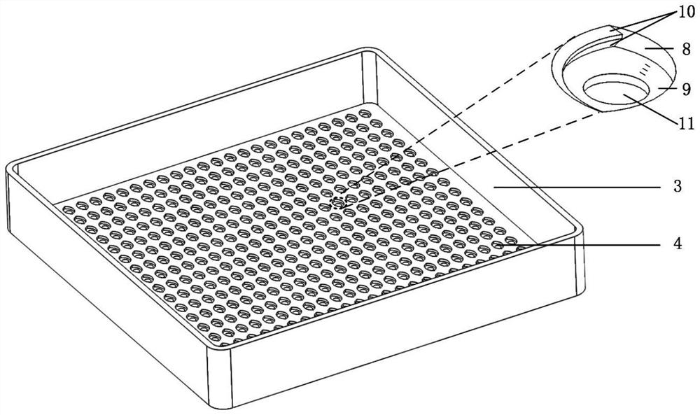 Screening and arranging device for granular crops