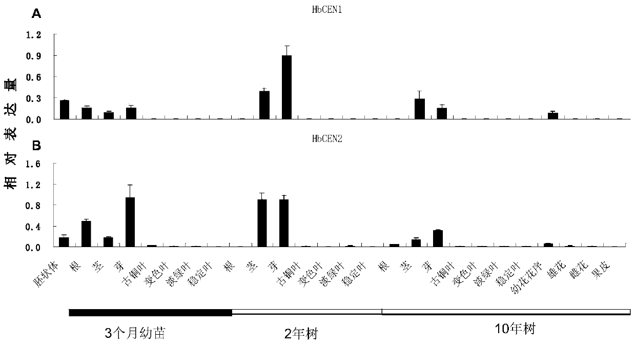 A rubber tree flowering regulation protein hbcen1 and its coding gene and application