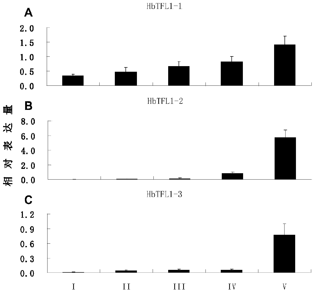 A rubber tree flowering regulation protein hbcen1 and its coding gene and application