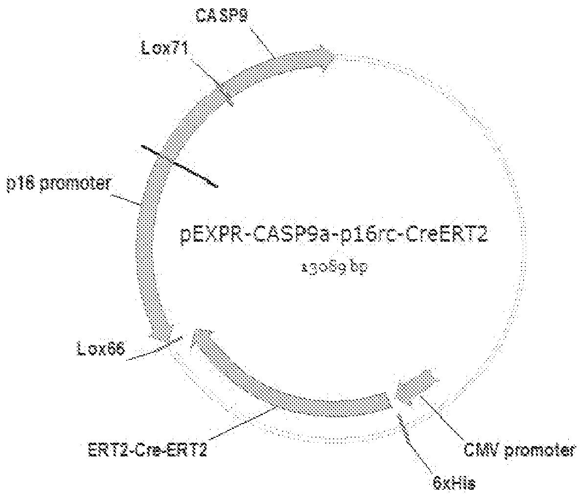 Systems and methods for the targeted production of a therapeutic protein within a target cell