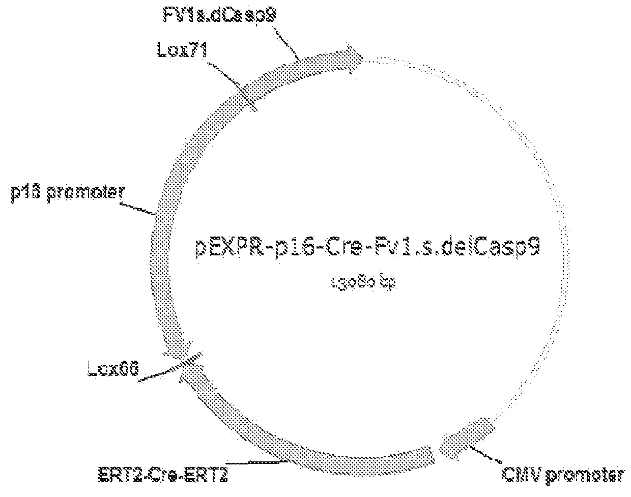 Systems and methods for the targeted production of a therapeutic protein within a target cell