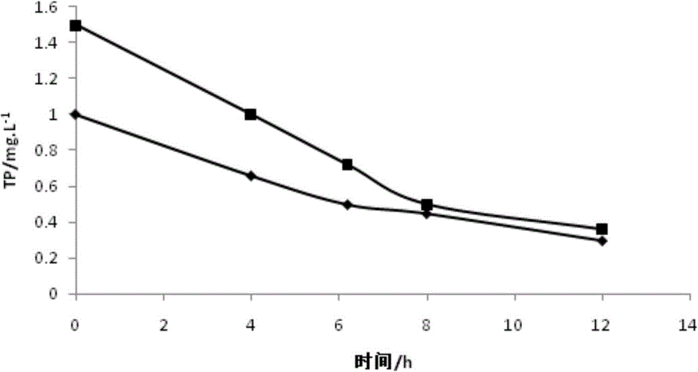 A subsurface wetland with effluent n/p suitable for the cultivation of non-toxic green algae