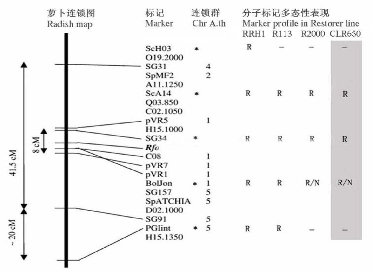 Cabbage type rape Ogura cytoplasmic male sterility (OGU CMS) restorer and transformation method and application thereof