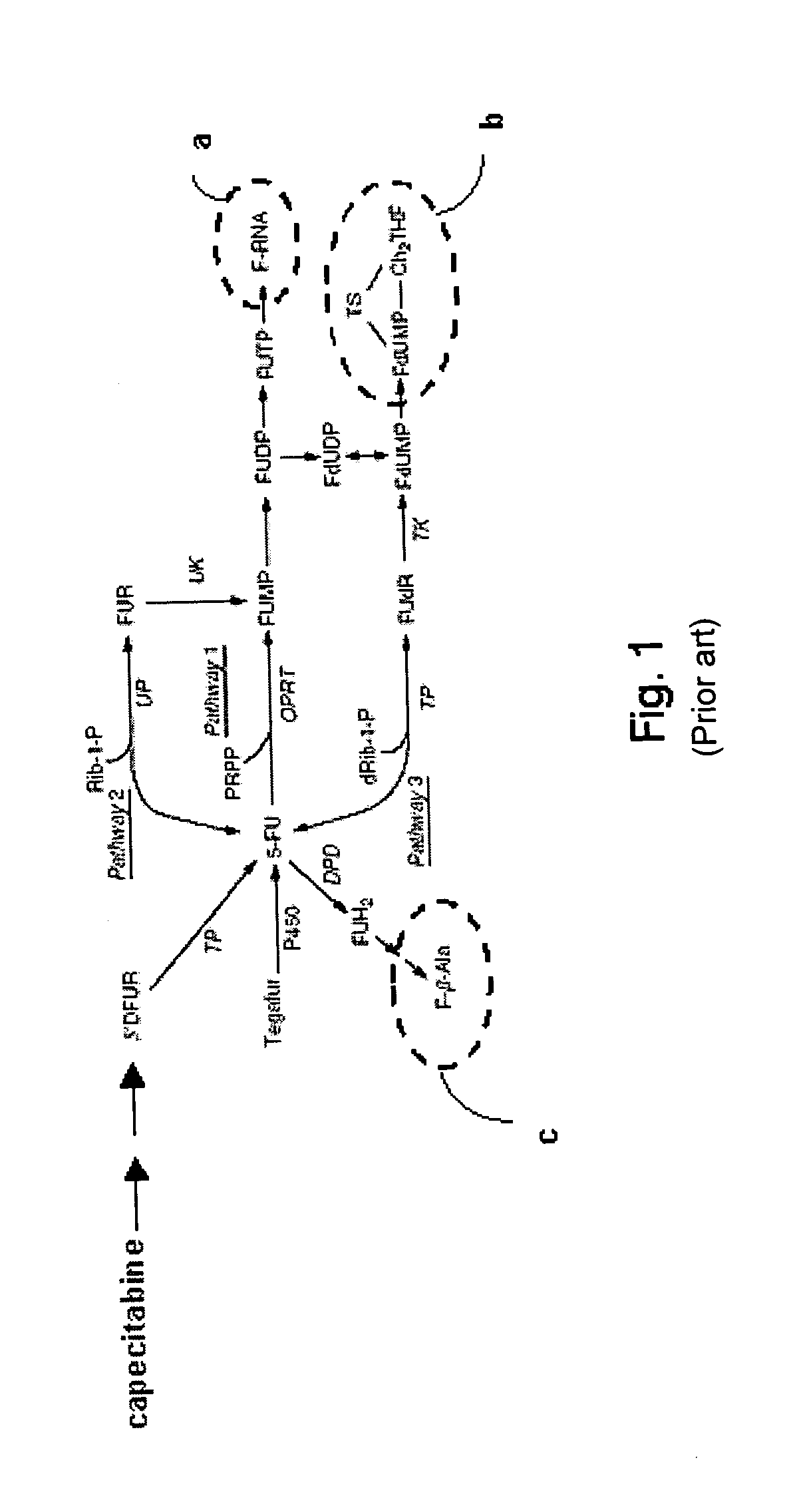 Methods, compositions, and kits for organ protection during systemic anticancer therapy