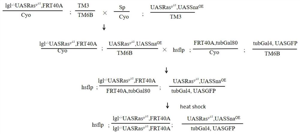 Method for establishing drosophila melanogaster model for inducing colon cancer high-frequency metastasis