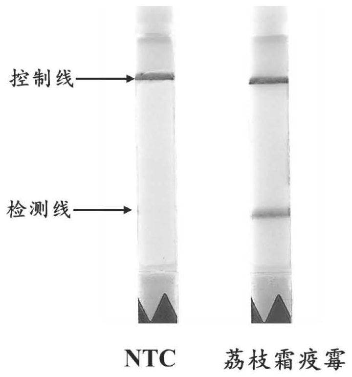 Primer and probe combination for detecting peronophythora litchii based on RPA-lateral flow chromatography technology and detection method of peronophythora litchii