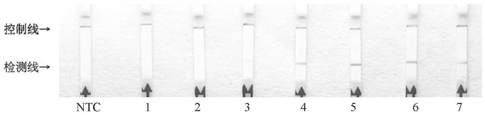 Primer and probe combination for detecting peronophythora litchii based on RPA-lateral flow chromatography technology and detection method of peronophythora litchii