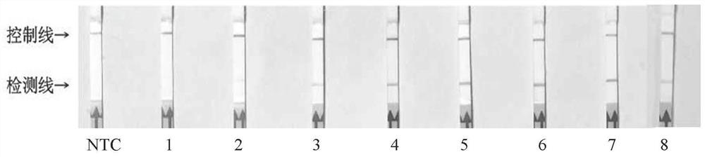 Primer and probe combination for detecting peronophythora litchii based on RPA-lateral flow chromatography technology and detection method of peronophythora litchii