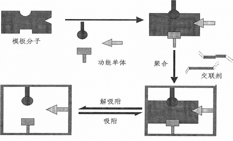 Method for extracting genistein from plant nepeta japonica maxim