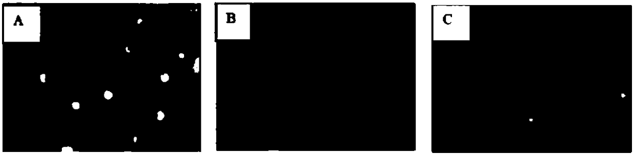 A kind of flavonoid compound ta31a and its preparation method and use